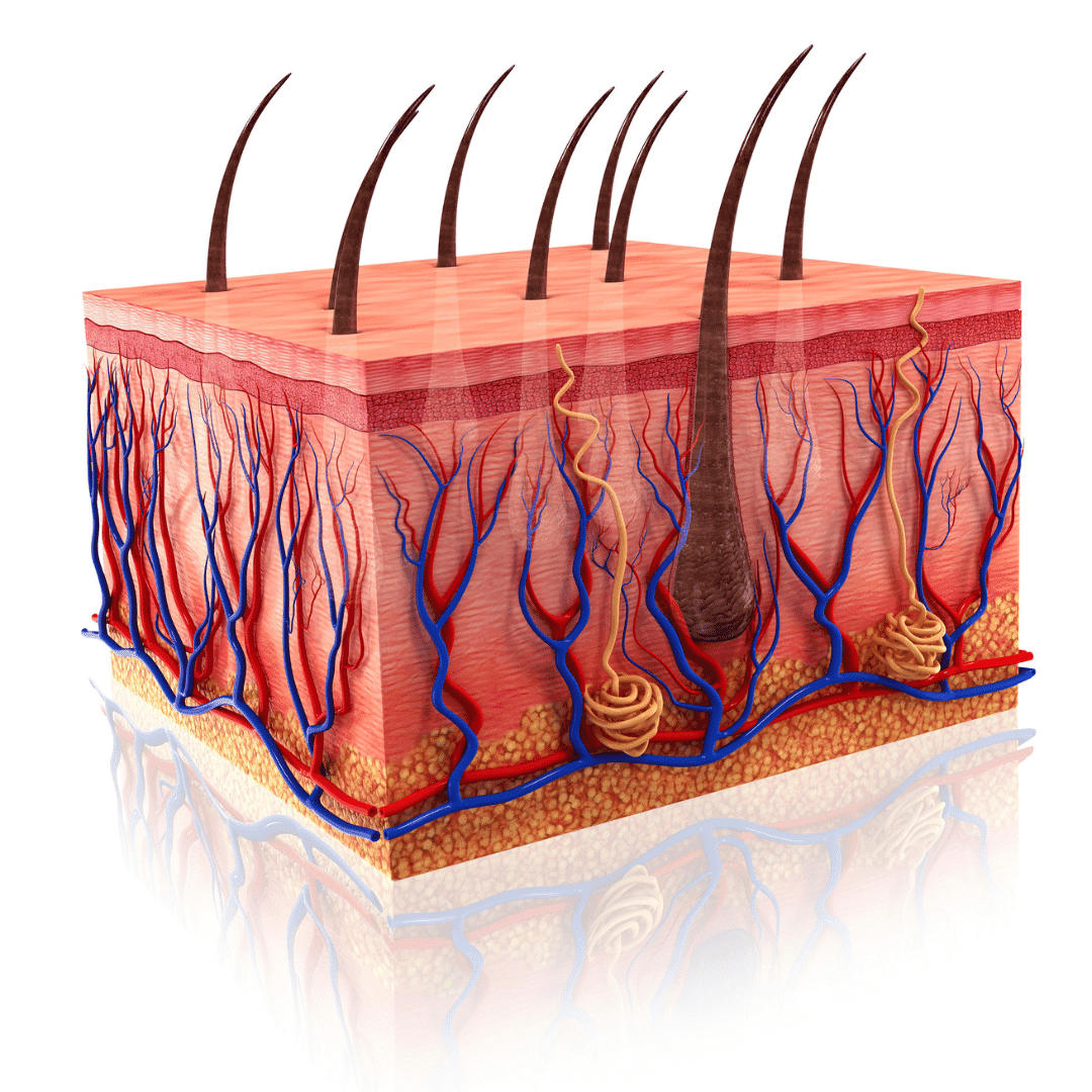Cross-section diagram of human skin showing hair follicles and blood vessels.